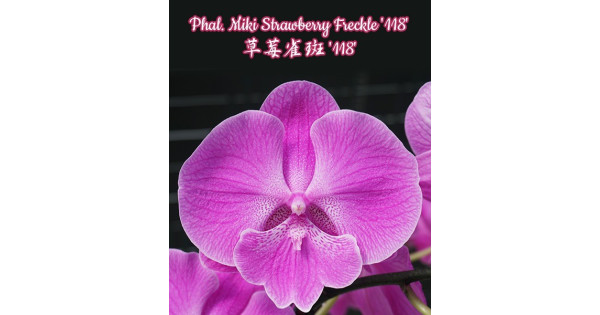 み。 ⭐︎ ラズベリーリップル Орхидея Phal. Miki Strawberry Freckle 118 big lip - купить